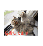 うちの猫 G.T.C（個別スタンプ：13）