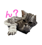 うちの猫 G.T.C（個別スタンプ：15）