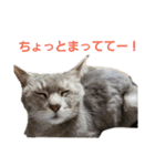 うちの猫 G.T.C（個別スタンプ：17）