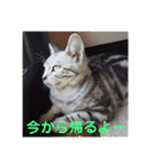 うちの猫 G.T.C（個別スタンプ：23）