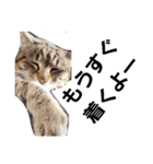 うちの猫 G.T.C（個別スタンプ：24）