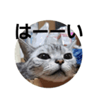 うちの猫 G.T.C（個別スタンプ：26）