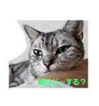 うちの猫 G.T.C（個別スタンプ：27）