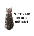 うちの猫 G.T.C（個別スタンプ：29）