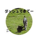 うちの猫 G.T.C（個別スタンプ：35）