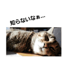 うちの猫 G.T.C（個別スタンプ：39）