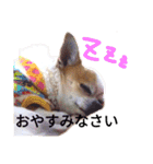 シーズーとスムチ（個別スタンプ：3）