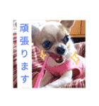 シーズーとスムチ（個別スタンプ：6）