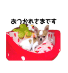 シーズーとスムチ（個別スタンプ：7）
