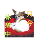 シーズーとスムチ（個別スタンプ：14）