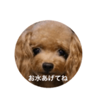 わんわんの日常❶（個別スタンプ：4）