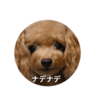 わんわんの日常❶（個別スタンプ：5）
