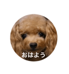 わんわんの日常❶（個別スタンプ：6）