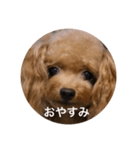 わんわんの日常❶（個別スタンプ：7）