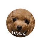 わんわんの日常❶（個別スタンプ：9）