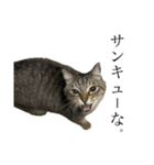 たにがわねこちゃん3（個別スタンプ：1）