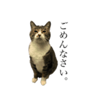 たにがわねこちゃん3（個別スタンプ：2）