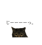 たにがわねこちゃん3（個別スタンプ：3）