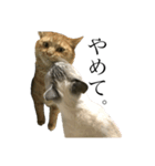 たにがわねこちゃん3（個別スタンプ：4）