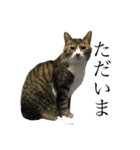 たにがわねこちゃん3（個別スタンプ：5）