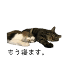 たにがわねこちゃん3（個別スタンプ：6）