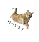たにがわねこちゃん3（個別スタンプ：7）