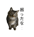 たにがわねこちゃん3（個別スタンプ：9）