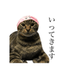 たにがわねこちゃん3（個別スタンプ：10）
