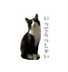 たにがわねこちゃん3（個別スタンプ：11）