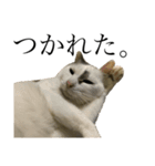たにがわねこちゃん3（個別スタンプ：14）