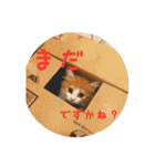 うちのちゃい君2（個別スタンプ：1）