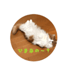 うちのちゃい君2（個別スタンプ：3）