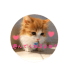 うちのちゃい君2（個別スタンプ：4）