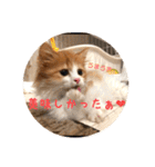 うちのちゃい君2（個別スタンプ：5）
