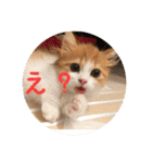 うちのちゃい君2（個別スタンプ：6）