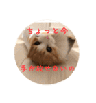 うちのちゃい君2（個別スタンプ：7）