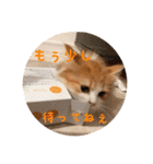 うちのちゃい君2（個別スタンプ：8）