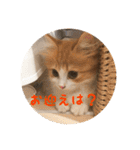うちのちゃい君2（個別スタンプ：10）