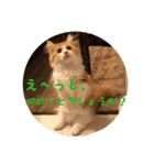 うちのちゃい君2（個別スタンプ：11）