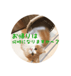 うちのちゃい君2（個別スタンプ：12）