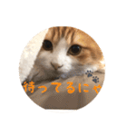 うちのちゃい君2（個別スタンプ：14）