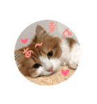 うちのちゃい君2（個別スタンプ：17）