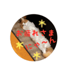 うちのちゃい君2（個別スタンプ：20）