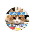 うちのちゃい君2（個別スタンプ：22）