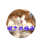 うちのちゃい君2（個別スタンプ：25）