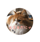 うちのちゃい君2（個別スタンプ：30）