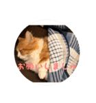 うちのちゃい君2（個別スタンプ：31）