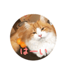 うちのちゃい君2（個別スタンプ：32）