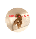 うちのちゃい君2（個別スタンプ：35）