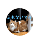 うちのちゃい君2（個別スタンプ：37）